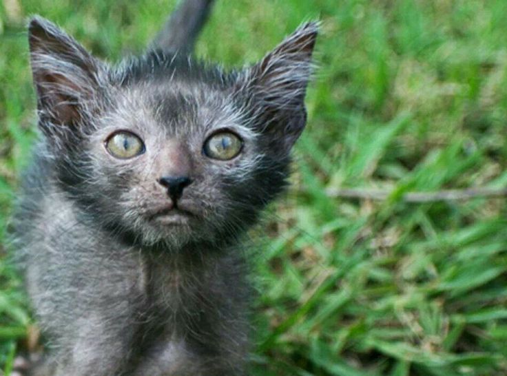 Werewolf Kitten!!!! | Werewolf cat, Kitten breeds, Cats