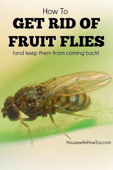 These Tips On How To Get Rid Of Fruit Flies Finally Got The Things These Tips On How To Get Rid Of Fruit Flies Finally Got The Things Out My House For Good