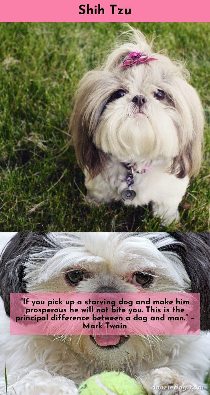Shih Tzu Affectionate And Playful Shih Tzu Dog Shih Tzu