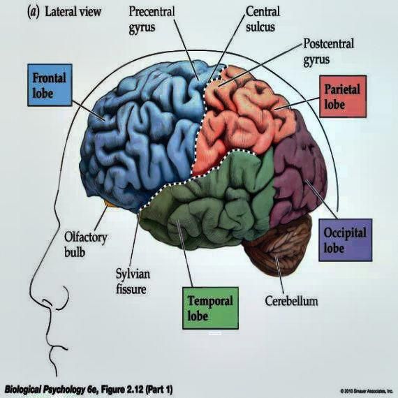 best way to increase memory # | Brain injury, Traumatic brain injury