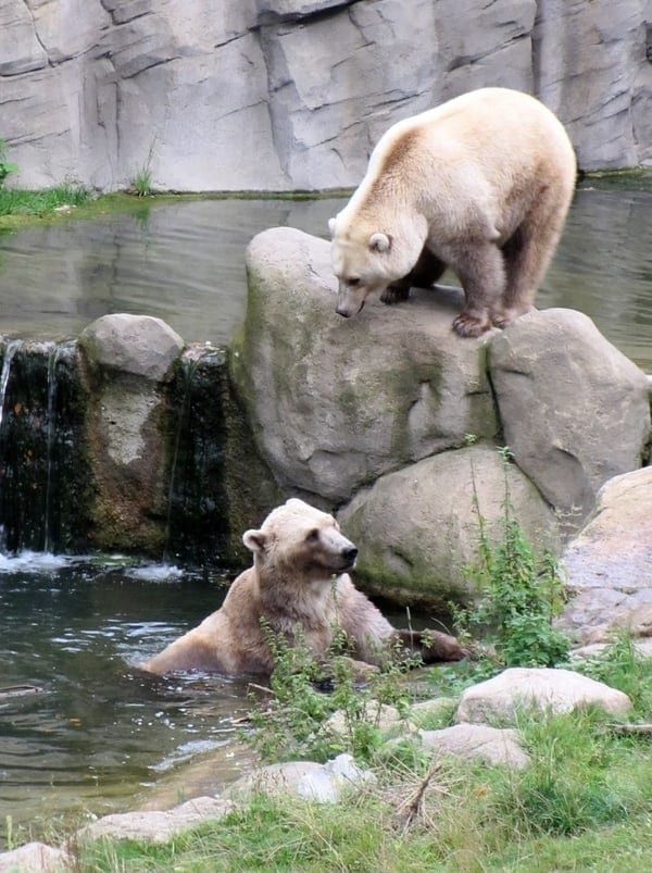 If I Cant See A Fashion Show I Want To Go To The Zoo Polar Bear S Aquatics Central Park Zoo New York New York Trip Planning Animals Beautiful Polar Bear