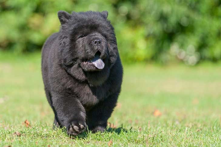 Chow Chow Dog Breed Information Chow Dog Breed Chow Puppies For
