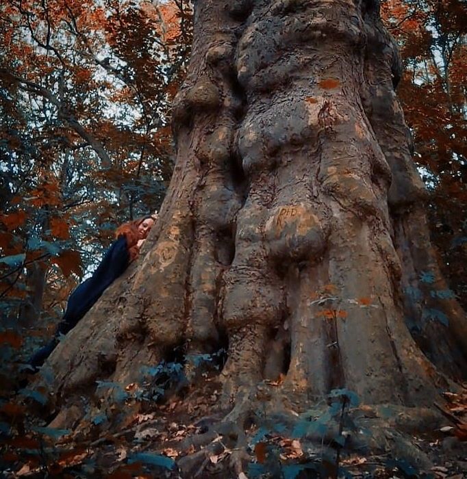 Cinar Agaci Resimleri Fotograf Indir Resim Doga Fotograflari Agac
