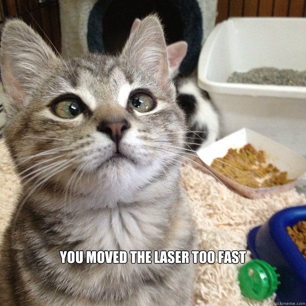 Funny Animal Videos Cats Funny Animal Videos Cats