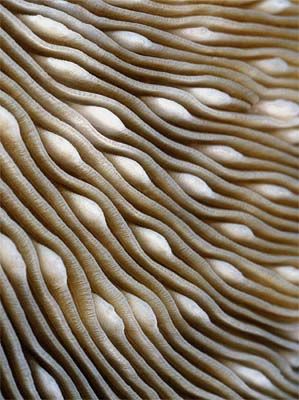 organic background textures