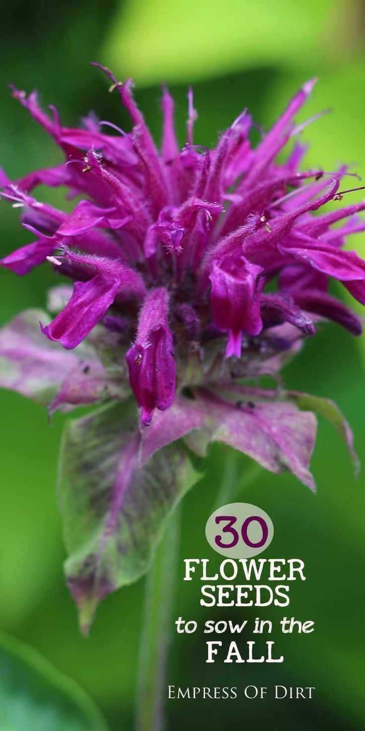 923 Best Growing Things Images On Pinterest Flowers Garden 30 Flower Seeds To Sow In The Fall