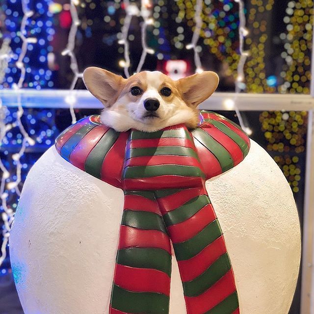 Senpai Knows Corgi Dog Corgi Christmas Pembroke Welsh Corgi