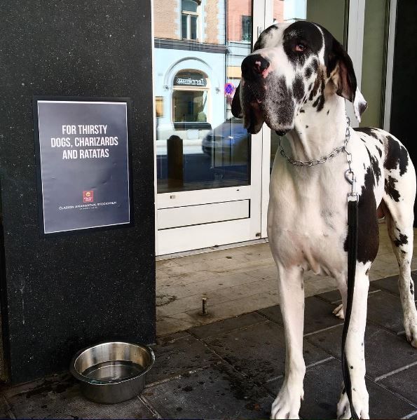 Choice Hotels Pet Friendly Rouydadnews Info Dogs Are Welcome Here Nordic Choice Hotels At