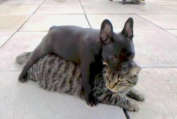 Batpig & Me Tumble It French bulldog puppies, French bulldog, Bulldog