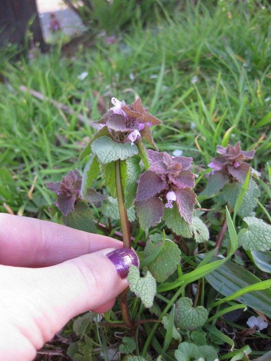 56 Best Wildflowers Herbs Weeds Etc Images On Pinterest Find This Pin And More On Wildflowers Herbs Weeds Etc By Missfixitt