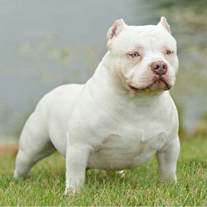 American Bully Morelos American Bully Bully Pitbull American Bully american-bully-morelos-american-bully-bully-pitbull-american-bully