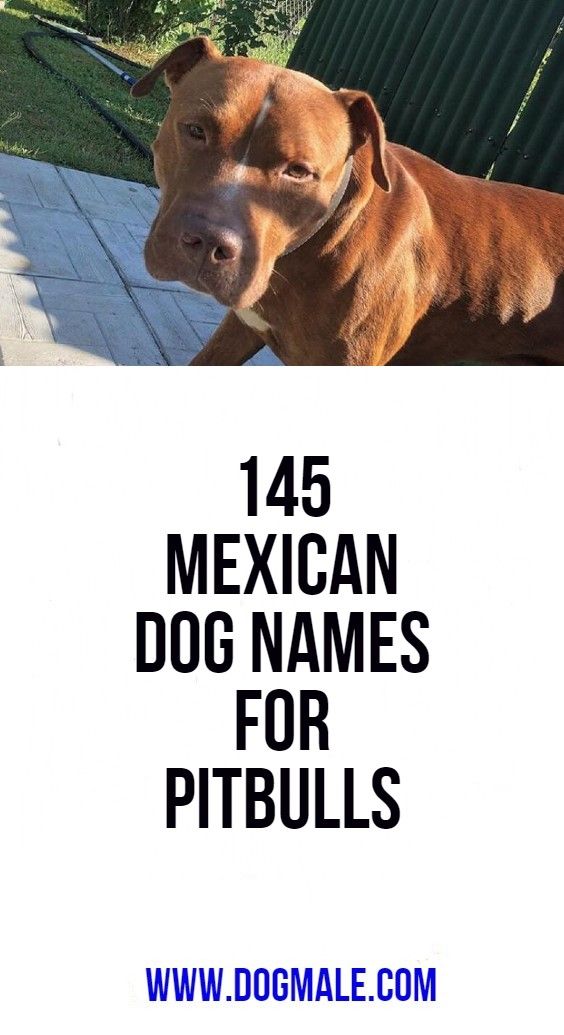 145 Mexican Dog Names For Pitbulls Dog Names Pitbull Names Pitbull 145-mexican-dog-names-for-pitbulls-dog-names-pitbull-names-pitbull