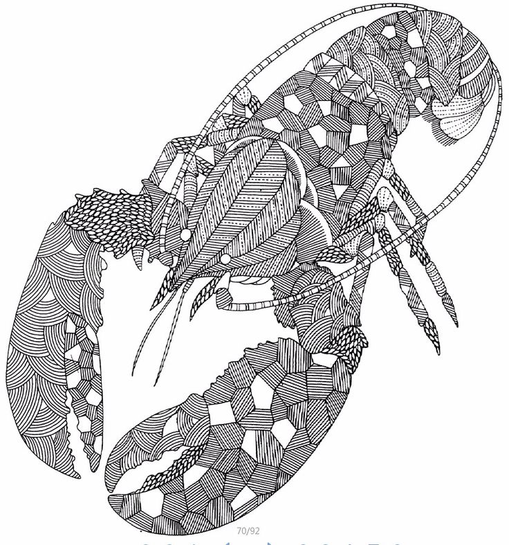 AeProductgetSubject Adult ColoringColoring BooksColouringAnimal KingdomColour BookStarfishSecret GardensUnderwaterGraffiti