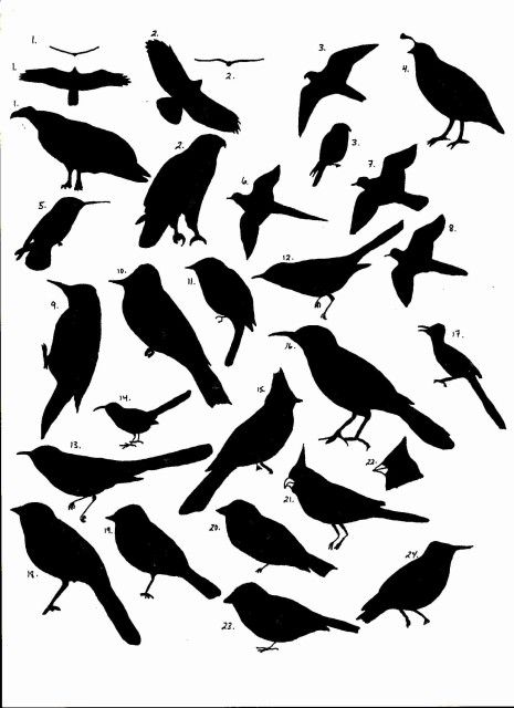 Birds Wall Art best 25+ bird wall art ideas only on pinterest | pistachio shells Birds Wall Art best 25+ bird wall art ideas only on pinterest | pistachio shells