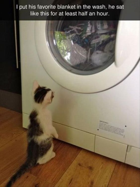 1249 best cats in windows & doorways images on pinterest animals f36eb22ff80dfa920f34879e850d6d61 so funny funny stuff 1249 best cats in windows & doorways images on pinterest animals,Cat Blanket Meme