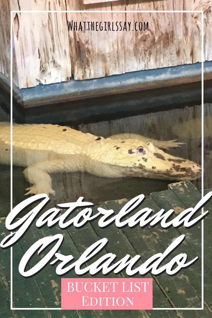 385 best weekend travel guides images on pinterest dream vacations gatorland hospitality days flyer