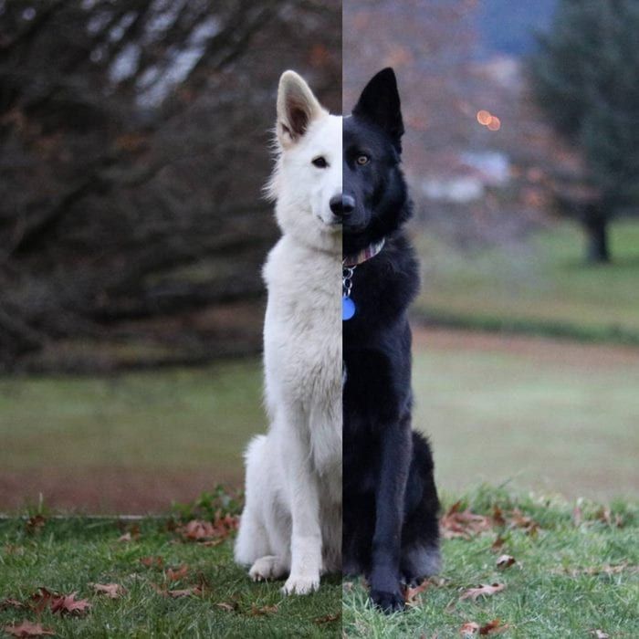 Kaya Ile Hades In En Mutlu Gunu Sayfa 7 7 Fusuli Shepherd Puppies Black Sable German Shepherd White German Shepherd