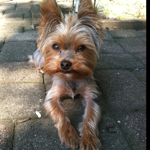 bow legged puppy 1625 best yorkies images on yorkies teacup bow legged puppy 1625 best yorkies images on yorkies teacup