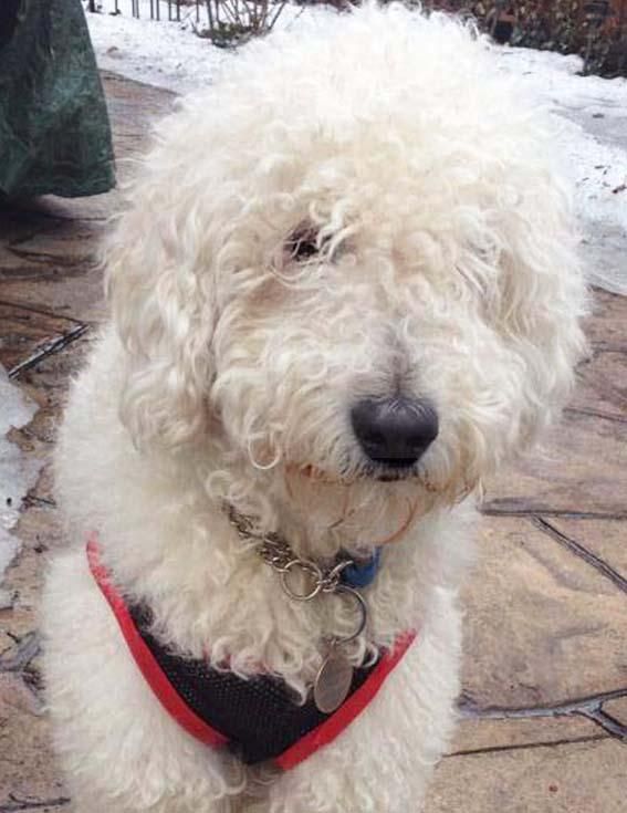 Adopt MOPeeta ADOPTED! on Petfinder Poodle dog, Dogs, Adoption Adopt MOPeeta ADOPTED! on Petfinder Poodle dog, Dogs, Adoption