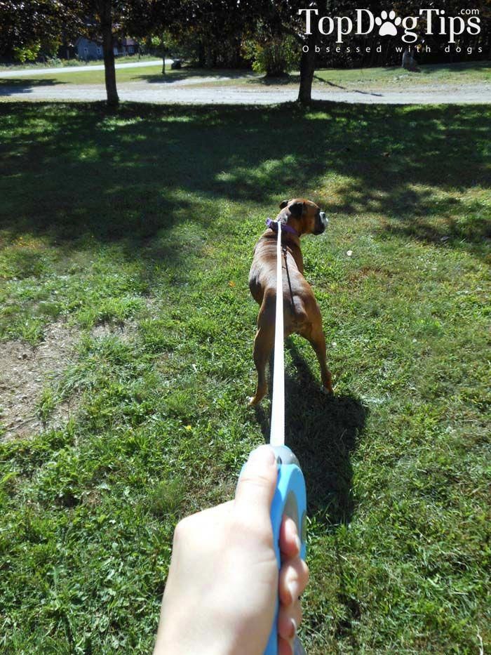 The Best Dog Leash Top Tips Dogdiybuzzfeed Diy Buzzfeed The Best Dog Leash Top Tips Dogdiybuzzfeed Beach All Dogs