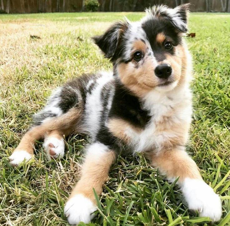 Red Merle Australian Shepherd Aussie Welpen Hunde Australian Shepherd