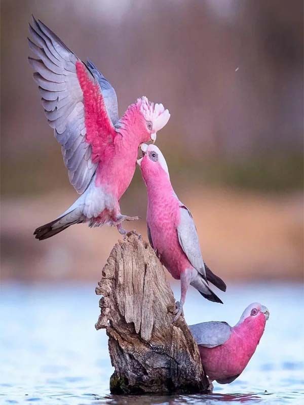 Pin On Funny Animals