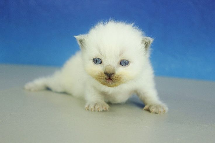 small ragdoll kittens for sale