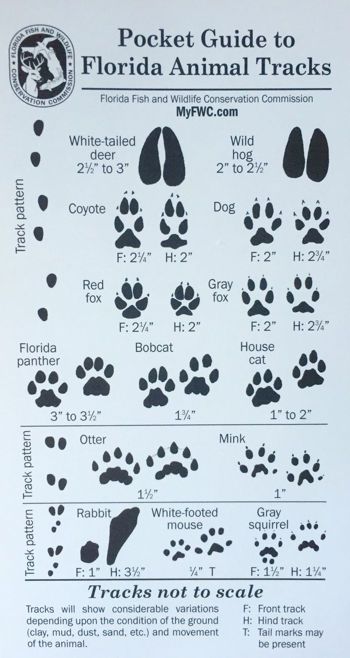 Australian Animal Tracks Images Digitalarttutorialvideos a-colorado-hunter-s-life-bobcat-tracks