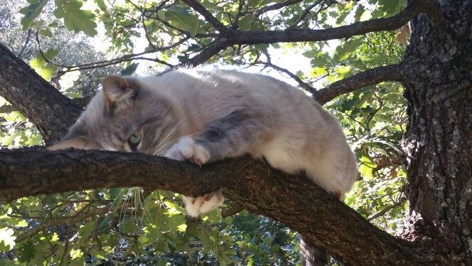 Chat Fouine Animaux Chat Fouine Chat Fouine Animaux Chat Fouine