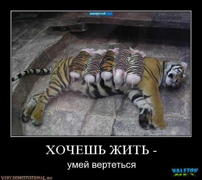 Картинки с тиграми с надписью про жизнь