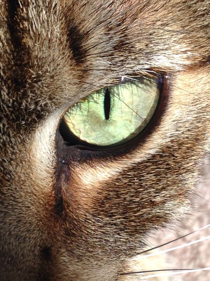 Cat S Eye Stare Down Cats Eyes Cat Eye