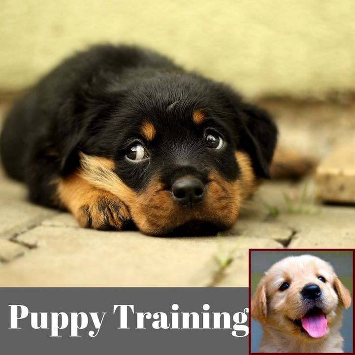 Potty Training A Puppy Rubbing Nose In Pee And Dog Training