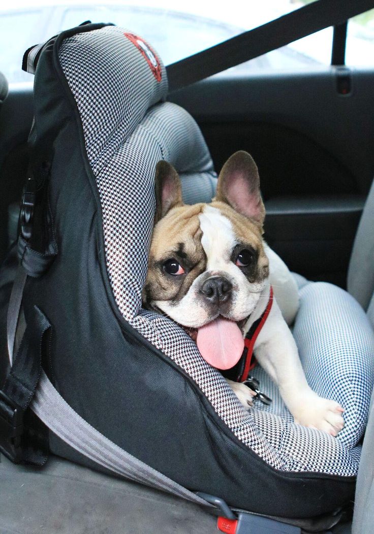 Crash Tested Car Safety Seat For Small Dogs Check This Out Amzn To 2bjlxyc Товары для животных Домашние собаки - Pupsaver Crash Tested Car Safety Seat For Small Dogs Crash Tested Car Safety Seat For Small Dogs Check This Out Amzn To 2bjlxyc Товары для животных Домашние собаки - Pupsaver Crash Tested Car Safety Seat For Small Dogs