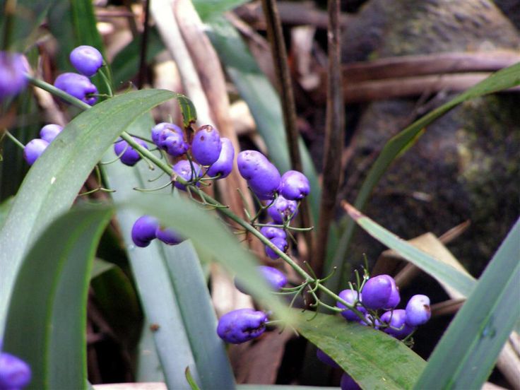 500 Best Australian Native Plants 1 Images On Pinterest Find This Pin And More On Australian Native Plants 1 By Brianthornbury