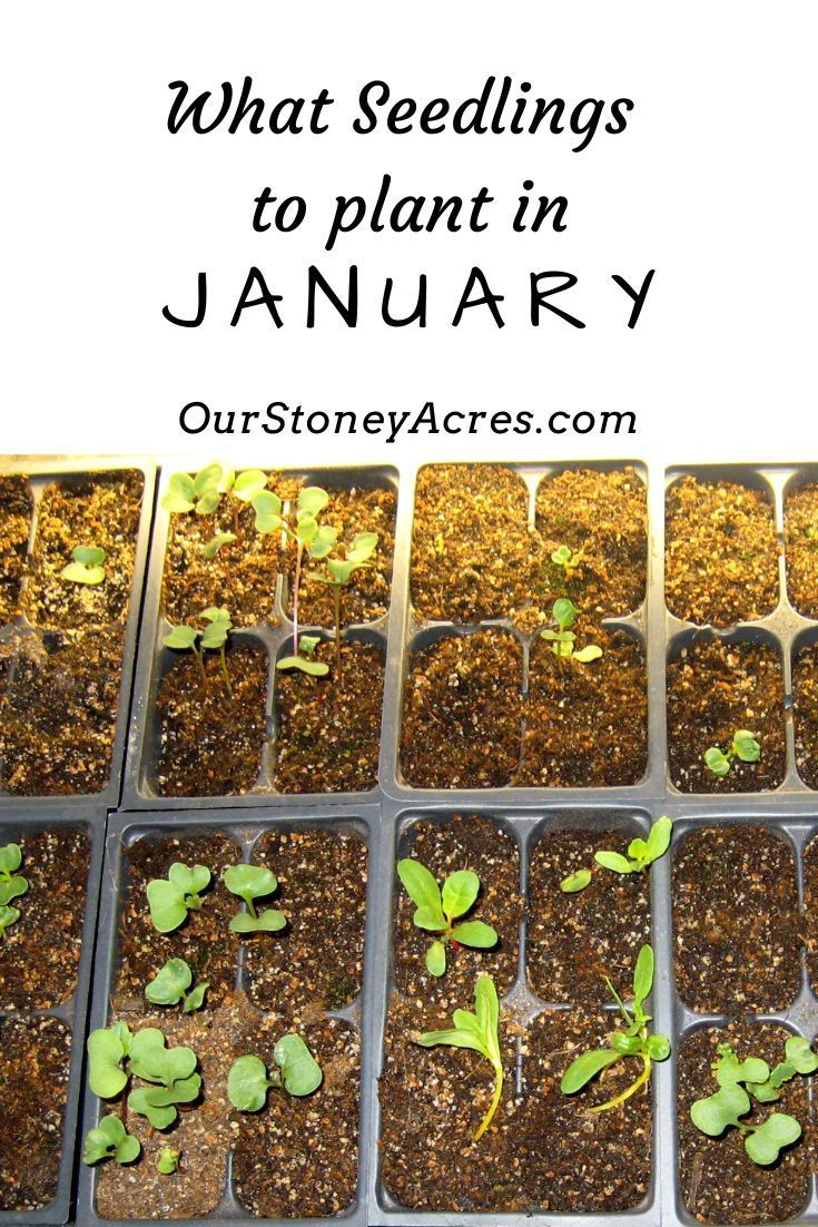 What Seedlings Can You Start In January Zones 5 6 Organic