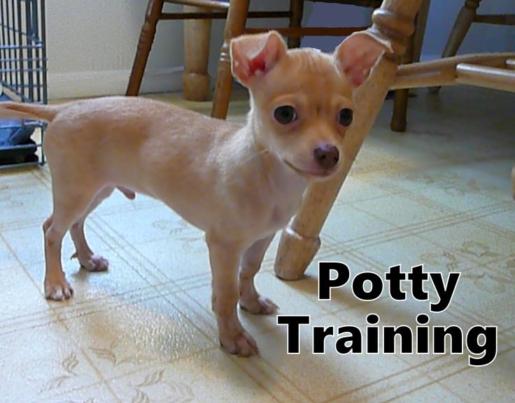 how to potty a chihuahua puppy 31 best housebreaking puppies images on pets and doggies how to potty a chihuahua puppy 31 best housebreaking puppies images on pets and doggies