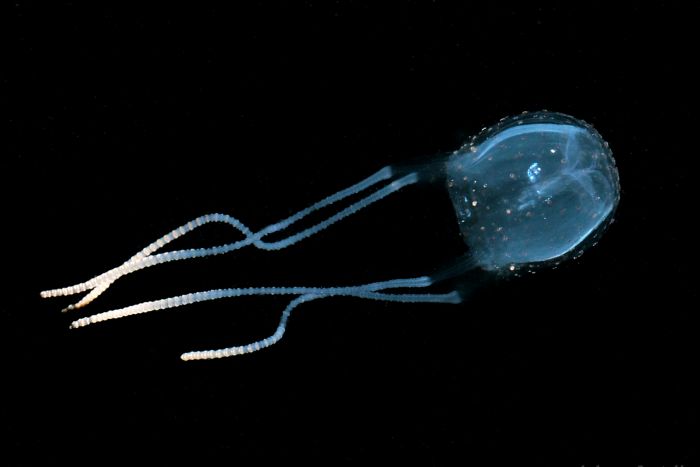 smallest deadly adult jellyfish smallest deadly adult jellyfish