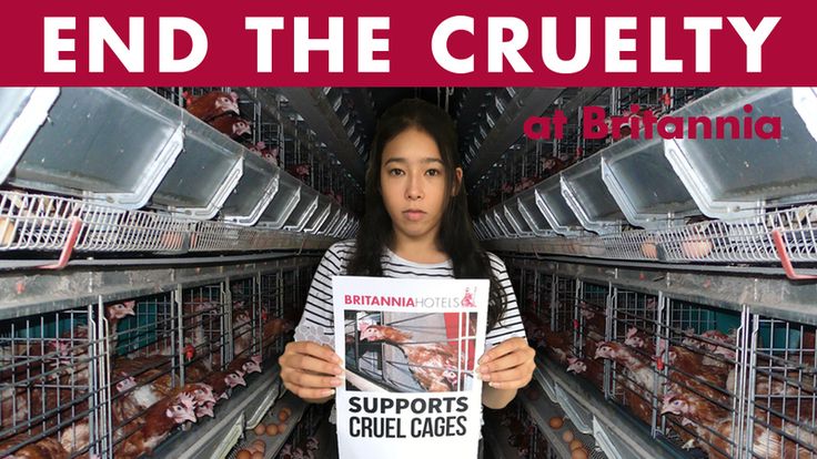 Peion Robert Ferrari Britannia Hotels Must Go Cage Free Now Peion Robert Ferrari Britannia Hotels Must Go Cage Free Now Change Org Board Of Fame Pinterest And Animal
