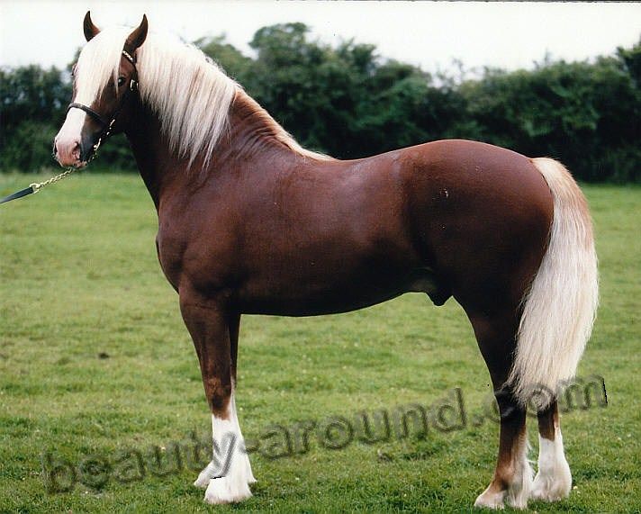 77 best WELSH MOUNTAIN PONIES images on Pinterest Horse breeds - best of welsh pony coloring pages 77 best WELSH MOUNTAIN PONIES images on Pinterest Horse breeds - best of welsh pony coloring pages
