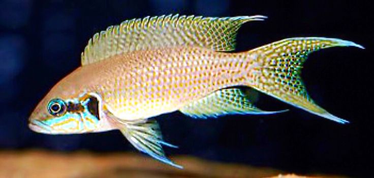 Image Result For Fish Aquarium Image Result For Fish Aquarium