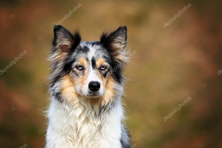 Blue Merle Tricolor Border Collie Blue Merle Border Collie Bleu Merle Images Stock Photos Vectors Shuttersto Border Collie Blue Merle Blue Merle Border Collie