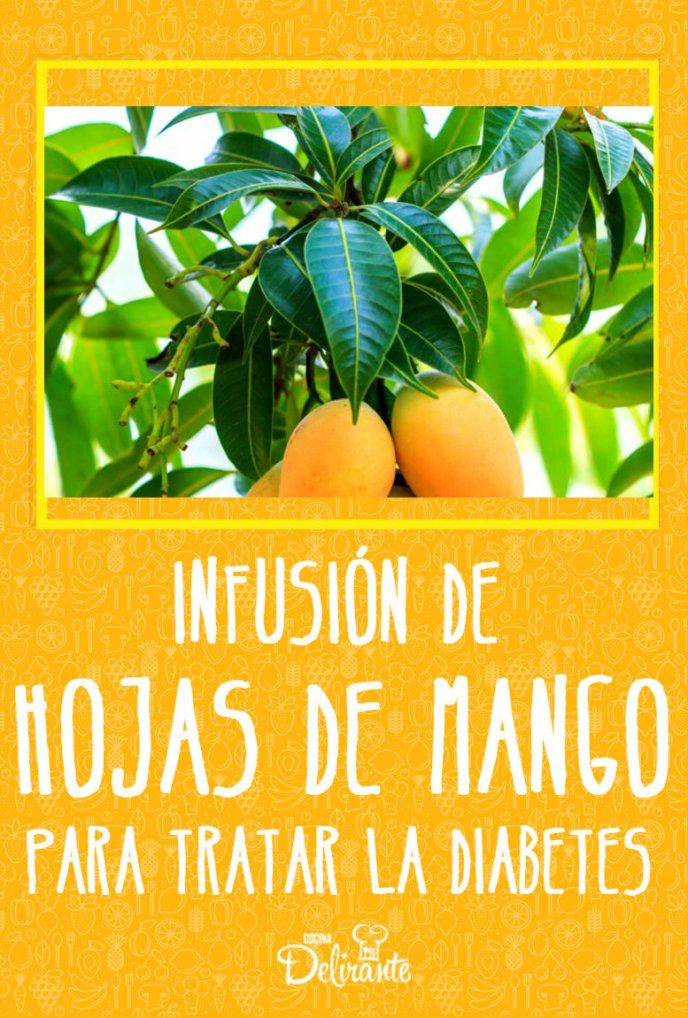 filotaxia de hojas de mango y diabetes