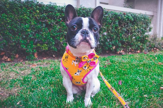 French Bulldog Girl Dog Harness Frenchie Boston Terrier With