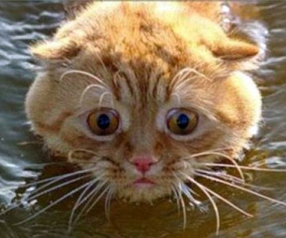Is There Something Like Catnip For Dogs Is There Something Like Catnip For Dogs