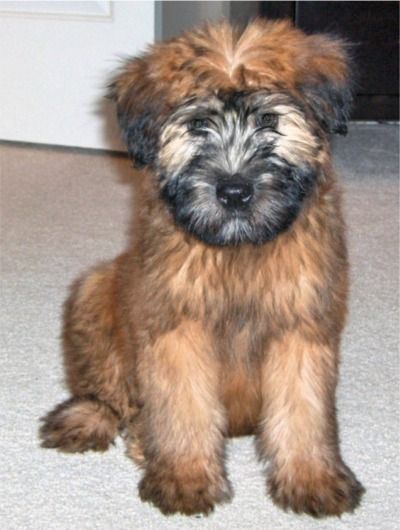 48 Best Dog Please Images On Pinterest Wheaten Terrier Sackie Ny Soft Coated Wheaten Terrier Puppies For