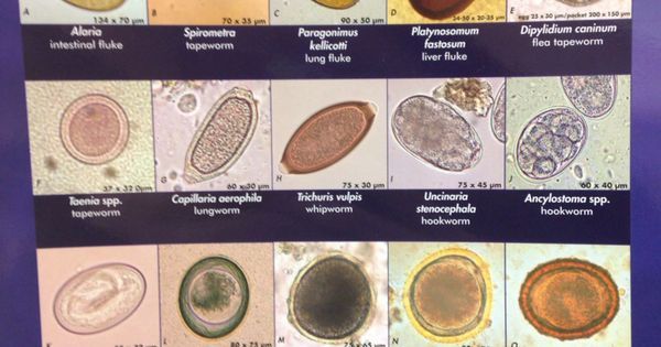 9 best parasites images on pinterest eggs lab tech and labs human parasite identification chart