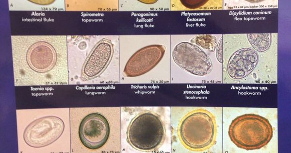 9 best Parasites images on Pinterest | Eggs, Lab tech and Labs