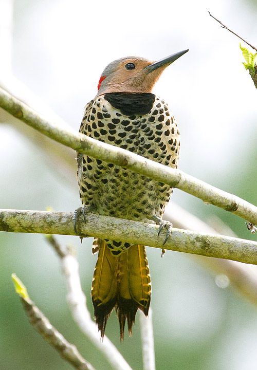 28 best northern flicker study images on pinterest 28 best northern flicker study images on pinterest