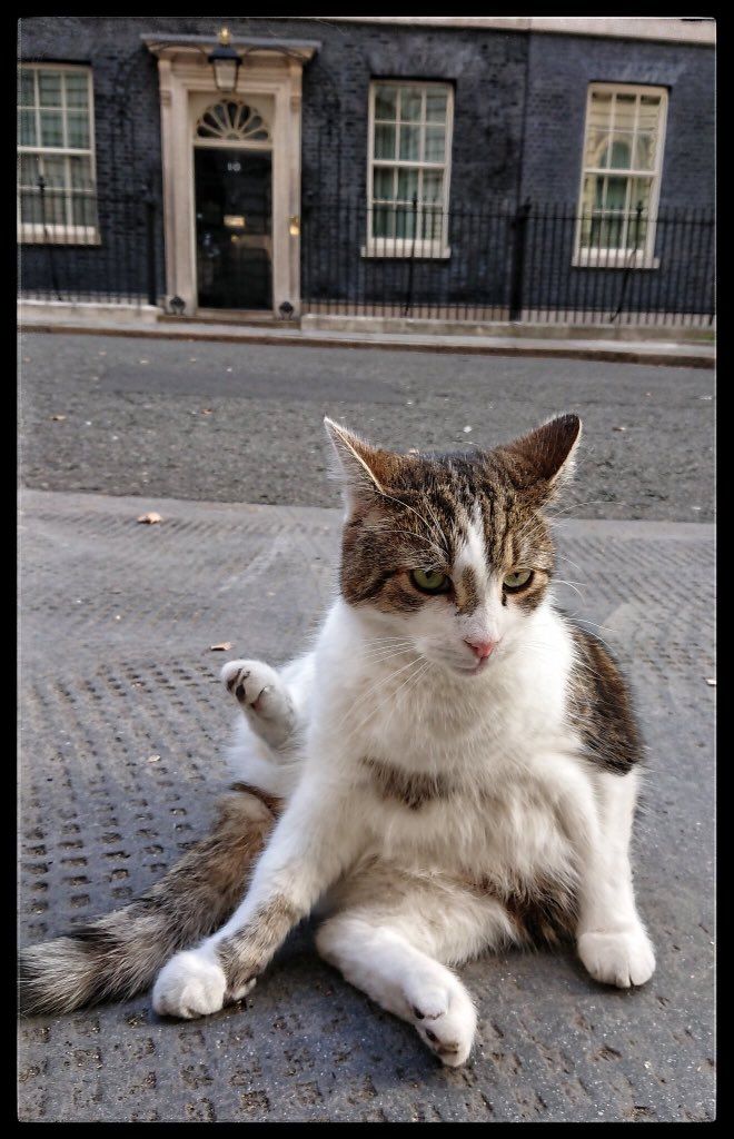 Larry The Cat Esq On Twitter Cats Beautiful Cats Feline