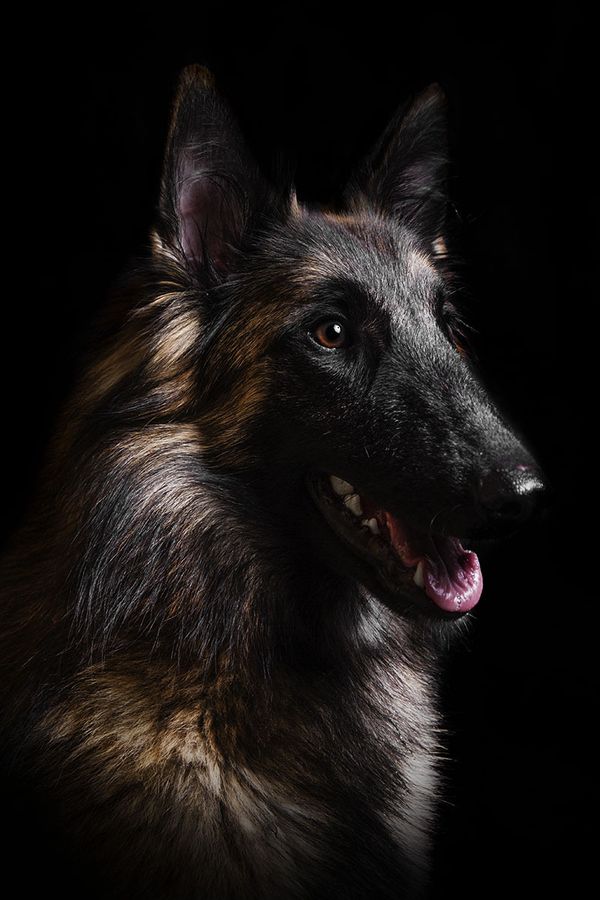 belgian shepherd groenendael for sale uk 58 best belgian shepards images on pinterest belgian shepherd belgian shepherd groenendael for sale uk 58 best belgian shepards images on pinterest belgian shepherd